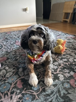 Photo of Ollie.  (Oliver)