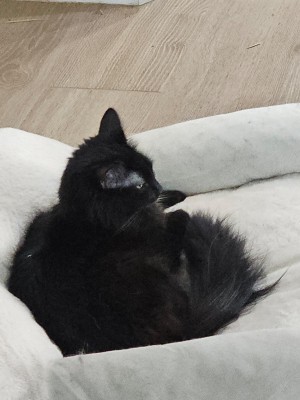 Photo of Kora