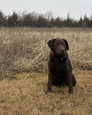 Photo of Ruby