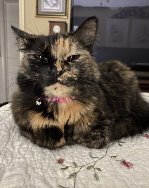 Photo of Callie