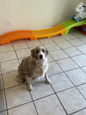 Photo of Olive