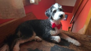 Photo of Samson Clover