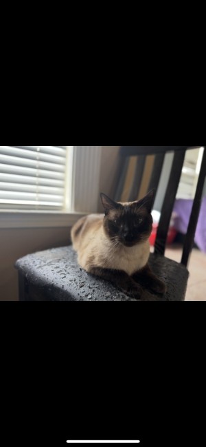 Photo of Caspian