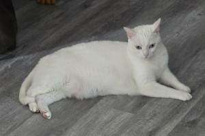 Photo of Echo
