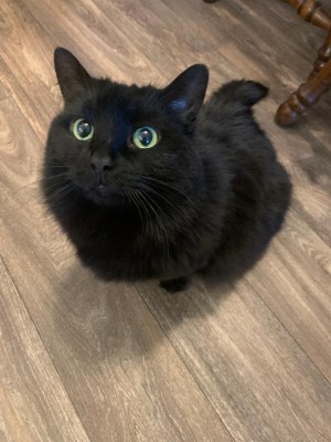 Photo of Sheba