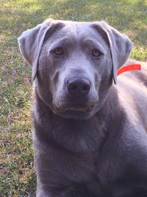 Photo of Teal