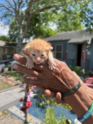 Photo of Garfield