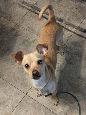 Photo of Toby