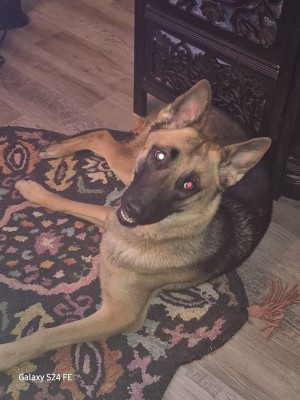 Photo of Ginger