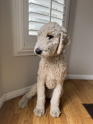 Photo of Bingo