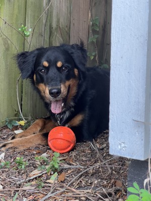 Photo of Stella