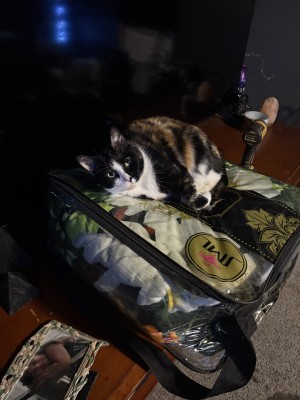Photo of Cleo
