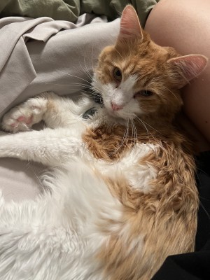 Photo of Oliver