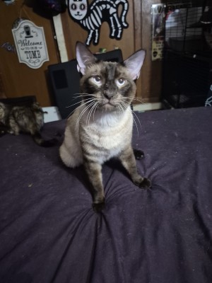 Photo of Beetlejuice