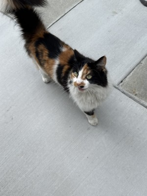 Photo of Luna