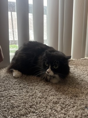 Photo of Tilly