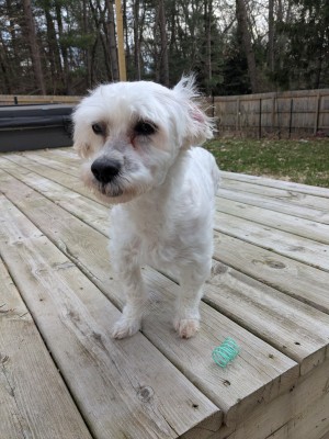 Photo of Poppy
