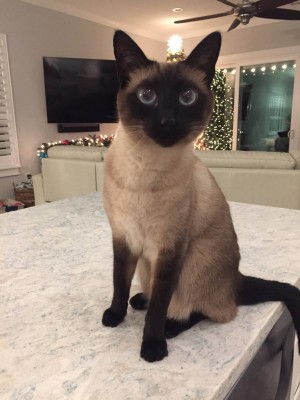 Photo of Romeo