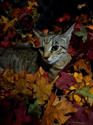 Photo of Jasper