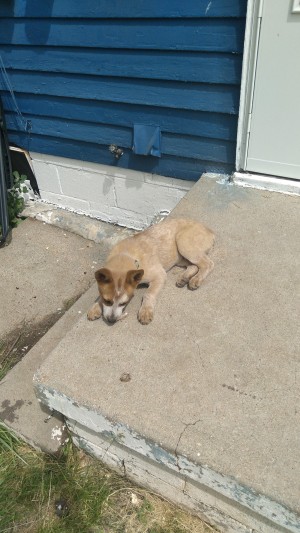 Photo of Puppy