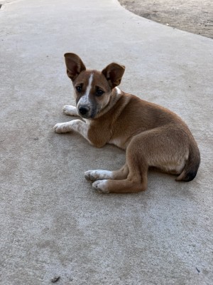 Photo of Belle