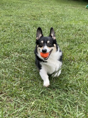 Photo of Bear