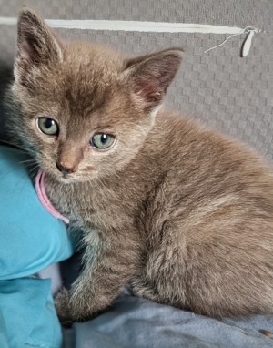 Photo of Kitty