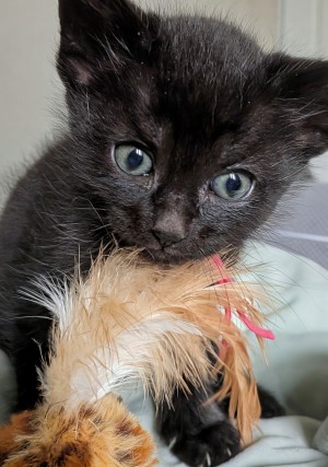 Photo of Kitty