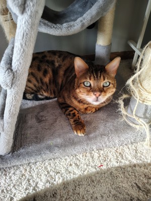 Photo of Watson