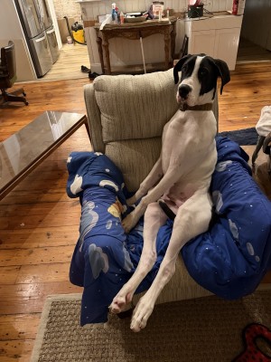 Photo of Snoopy