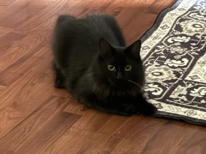 Photo of Mayhem