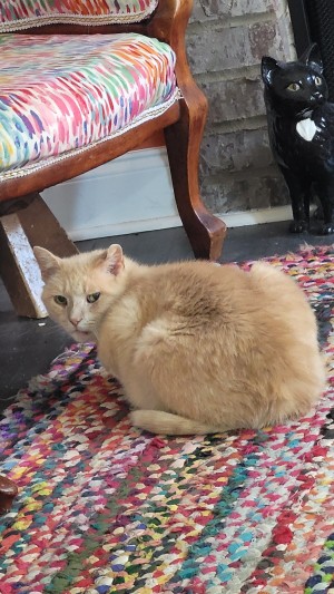 Photo of CAT