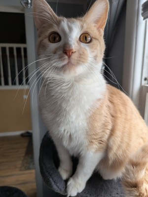 Photo of Estrella