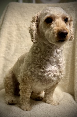 Photo of Chandler