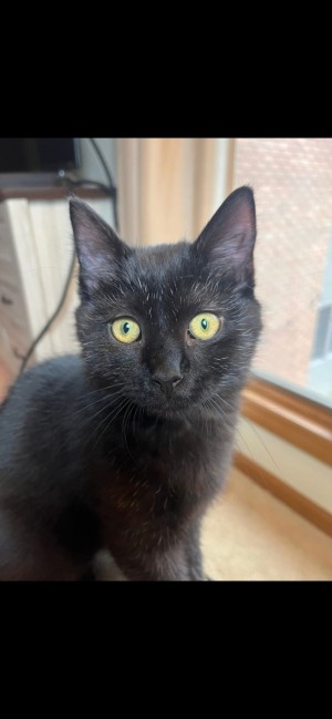 Photo of Soot Sprite