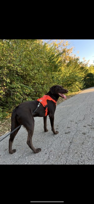 Photo of Goose