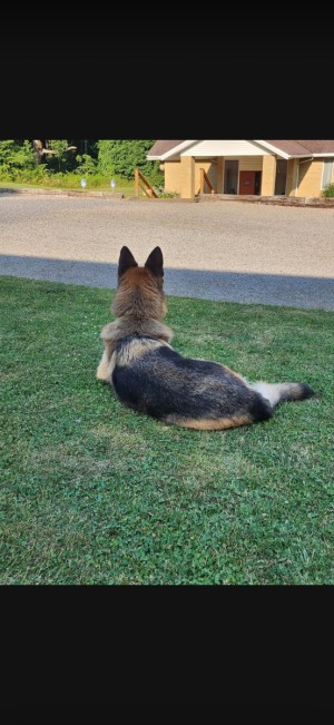 Photo of Petsy
