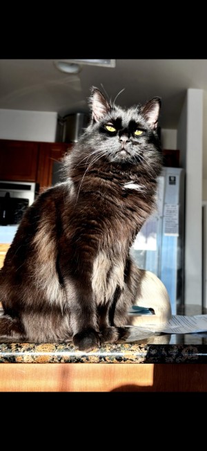Photo of Luffy