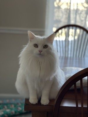 Photo of Bunny