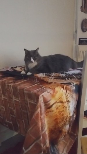 Photo of Elvis