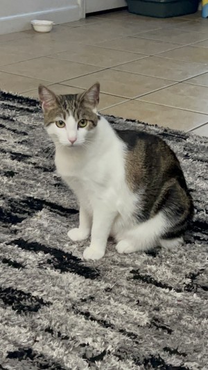 Photo of Pebble