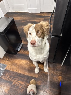 Photo of Gunner