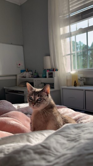 Photo of Callie