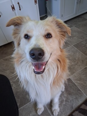 Photo of Beau