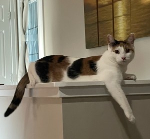 Photo of Callie
