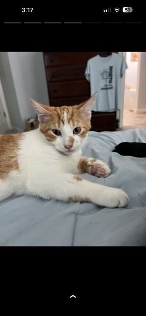 Photo of Rusty