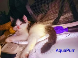Photo of AquaPurr