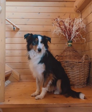 Photo of Dixie