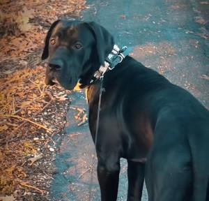 Photo of Luther