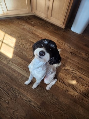 Photo of Willow
